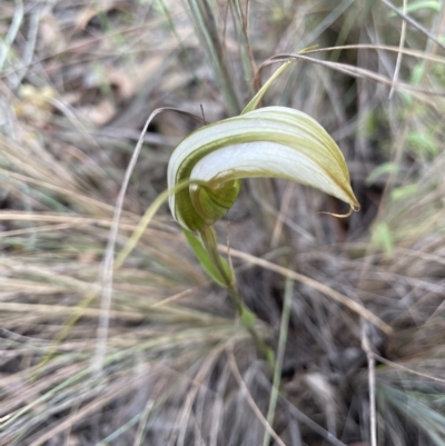 Diplodium ampliatum (Large Autumn Greenhood) at Crace, ACT - 21 Mar 2022 by Hotchkii