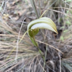 Diplodium ampliatum (Large Autumn Greenhood) at Gungaderra Grasslands - 21 Mar 2022 by Hotchkii