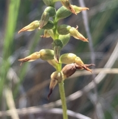 Corunastylis sp. (A midge orchid) at Burra, NSW - 23 Mar 2022 by Safarigirl