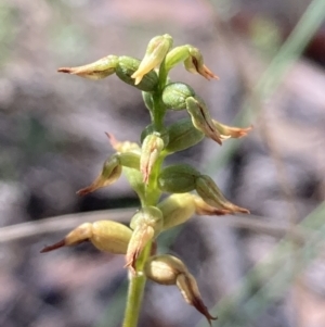 Corunastylis sp. at Burra, NSW - suppressed