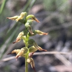 Corunastylis sp. at Burra, NSW - suppressed