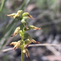 Corunastylis sp. at Burra, NSW - 23 Mar 2022