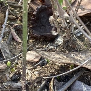 Corunastylis sp. at Burra, NSW - suppressed