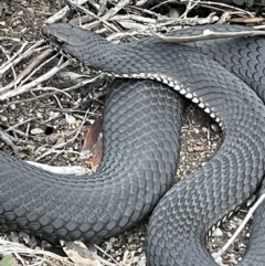 Austrelaps ramsayi (Highlands Copperhead) at Kosciuszko National Park - 15 Mar 2022 by Hotchkii