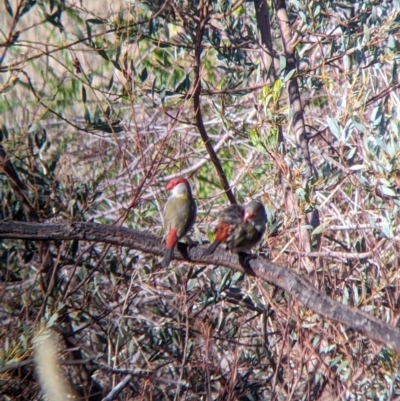 Neochmia temporalis (Red-browed Finch) at Huon Hill East - 22 Mar 2022 by Darcy