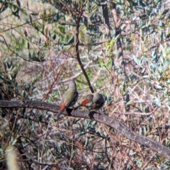 Neochmia temporalis at Bandiana, VIC - 23 Mar 2022 09:26 AM