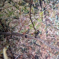 Neochmia temporalis at Bandiana, VIC - 23 Mar 2022 09:26 AM