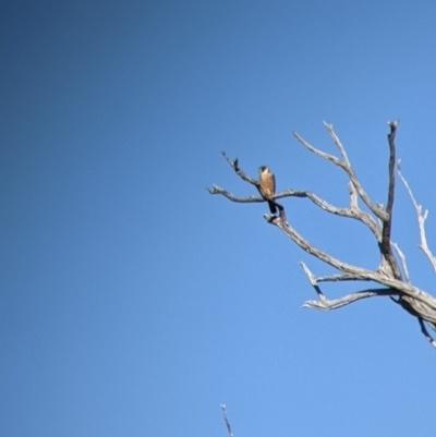 Falco longipennis (Australian Hobby) at Huon Hill East - 22 Mar 2022 by Darcy