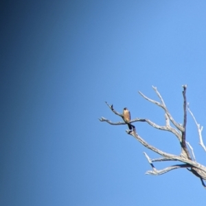 Falco longipennis at Bandiana, VIC - 23 Mar 2022