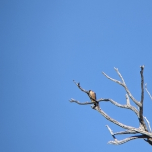 Falco longipennis at Bandiana, VIC - 23 Mar 2022