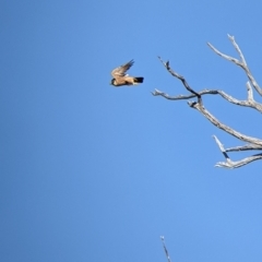 Falco longipennis at Bandiana, VIC - 23 Mar 2022 09:49 AM