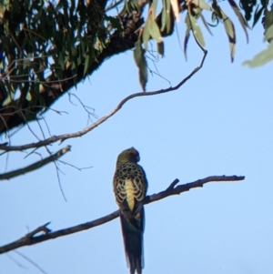 Platycercus elegans flaveolus at Bandiana, VIC - 23 Mar 2022