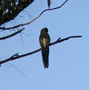 Platycercus elegans flaveolus at Bandiana, VIC - 23 Mar 2022