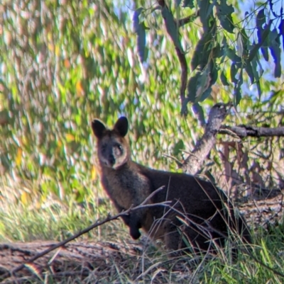 Wallabia bicolor (Swamp Wallaby) at Huon Hill East - 22 Mar 2022 by Darcy