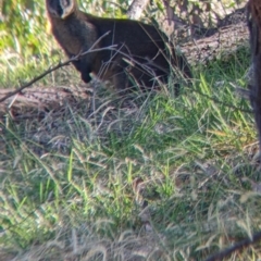 Wallabia bicolor at Bandiana, VIC - 23 Mar 2022 10:13 AM