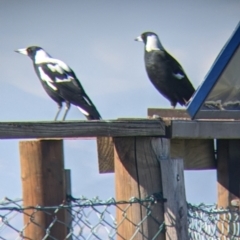 Gymnorhina tibicen (Australian Magpie) at Bandiana, VIC - 23 Mar 2022 by Darcy