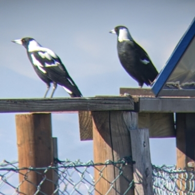 Gymnorhina tibicen (Australian Magpie) at Bandiana, VIC - 23 Mar 2022 by Darcy