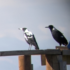 Gymnorhina tibicen at Bandiana, VIC - 23 Mar 2022 10:18 AM