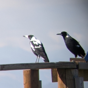 Gymnorhina tibicen at Bandiana, VIC - 23 Mar 2022 10:18 AM