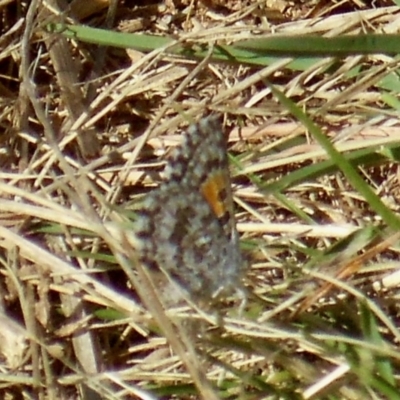 Lucia limbaria (Chequered Copper) at Molonglo Valley, ACT - 23 Mar 2022 by KMcCue