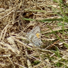 Lucia limbaria at Molonglo Valley, ACT - 23 Mar 2022 10:44 AM