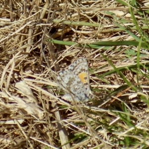 Lucia limbaria at Molonglo Valley, ACT - 23 Mar 2022