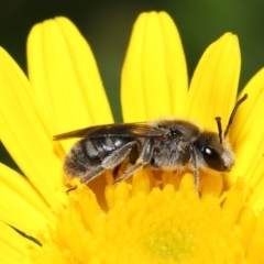 Lasioglossum (Chilalictus) lanarium (Halictid bee) at Evatt, ACT - 3 Feb 2022 by TimL