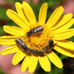 Lasioglossum (Chilalictus) lanarium at Evatt, ACT - 3 Feb 2022