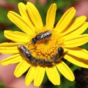 Lasioglossum (Chilalictus) lanarium at Evatt, ACT - 3 Feb 2022 06:21 PM