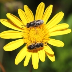 Lasioglossum (Chilalictus) lanarium at Evatt, ACT - 3 Feb 2022 06:21 PM