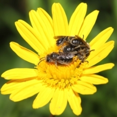 Lasioglossum (Chilalictus) lanarium at Evatt, ACT - 3 Feb 2022 06:21 PM