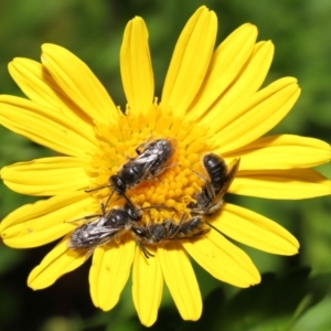 Lasioglossum (Chilalictus) lanarium at Evatt, ACT - 3 Feb 2022