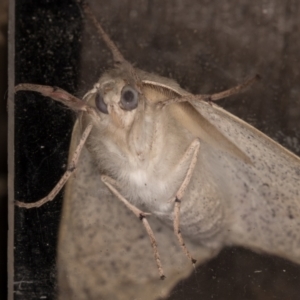 Arhodia lasiocamparia at Melba, ACT - 22 Jan 2022 12:38 AM