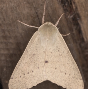 Arhodia lasiocamparia at Melba, ACT - 22 Jan 2022 12:38 AM