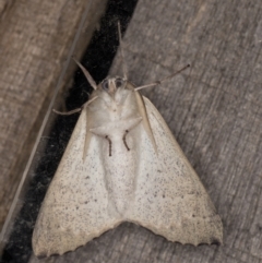 Arhodia lasiocamparia at Melba, ACT - 22 Jan 2022 12:38 AM