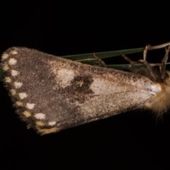 Epicoma contristis (Yellow-spotted Epicoma Moth) at Melba, ACT - 22 Jan 2022 by kasiaaus
