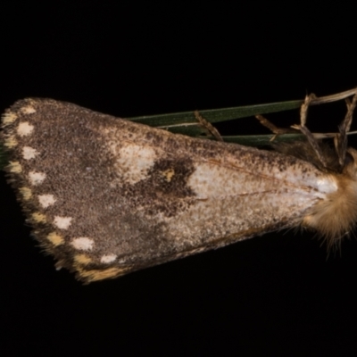 Epicoma contristis (Yellow-spotted Epicoma Moth) at Melba, ACT - 22 Jan 2022 by kasiaaus