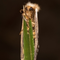 Epicoma contristis at Melba, ACT - 22 Jan 2022