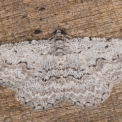 Psilosticha absorpta (Fine-waved Bark Moth) at Melba, ACT - 22 Jan 2022 by kasiaaus