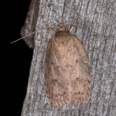 Garrha repandula (a Concealer Moth) at Melba, ACT - 22 Jan 2022 by kasiaaus