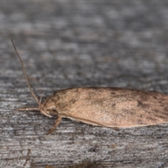 Garrha repandula at Melba, ACT - 22 Jan 2022