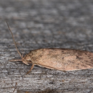 Garrha repandula at Melba, ACT - 22 Jan 2022