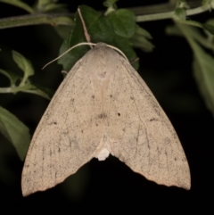 Arhodia lasiocamparia (Pink Arhodia (Oenochrominae)) at Melba, ACT - 22 Jan 2022 by kasiaaus