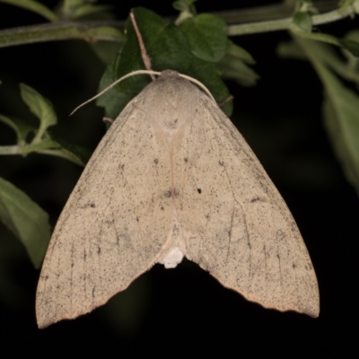 Arhodia lasiocamparia (Pink Arhodia (Oenochrominae)) at Melba, ACT - 22 Jan 2022 by kasiaaus
