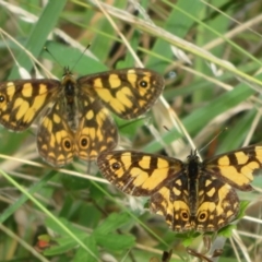 Oreixenica lathoniella (Silver Xenica) at Cotter River, ACT - 21 Mar 2022 by Christine