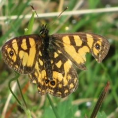 Oreixenica lathoniella at Cotter River, ACT - 21 Mar 2022