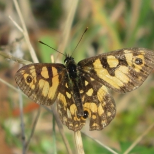 Oreixenica lathoniella at Cotter River, ACT - 21 Mar 2022 10:38 AM