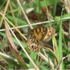 Oreixenica lathoniella at Cotter River, ACT - 21 Mar 2022 10:38 AM