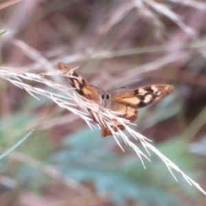 Heteronympha banksii at Uriarra Village, ACT - suppressed