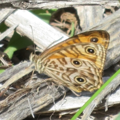 Geitoneura acantha (Ringed Xenica) at Lower Cotter Catchment - 21 Mar 2022 by Christine